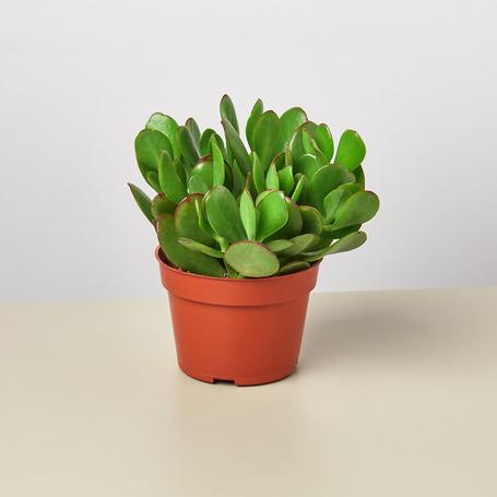 Crassula Ovata "Jade Plant"- Indoor Non-flowering plant