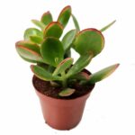 Crassula Ovata "Jade Plant"- Indoor Non-flowering plant