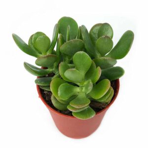 Crassula Ovata "Jade Plant"- Indoor Non-flowering plant