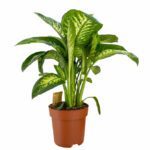 Dieffenbachia Seguine Super Tropic (Dumb Cane)- Indoor Non-flowering plant