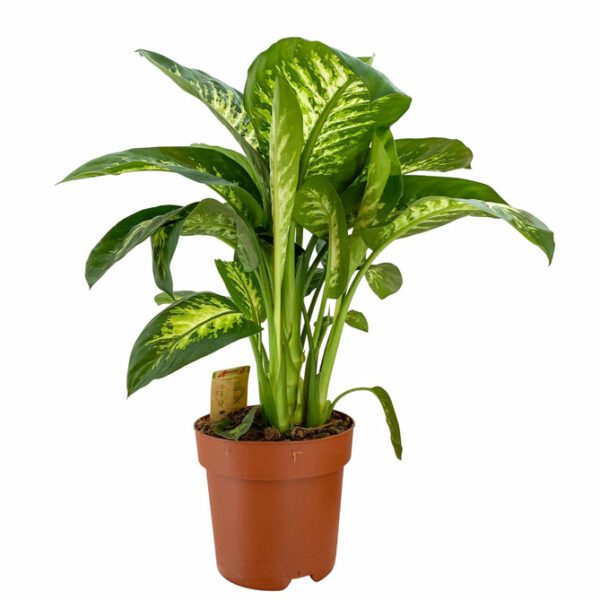 Dieffenbachia Seguine Super Tropic (Dumb Cane)- Indoor Non-flowering plant