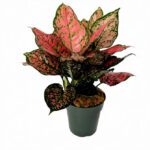 Aglaonema 'Ruby' - Indoor Non-flowering plant