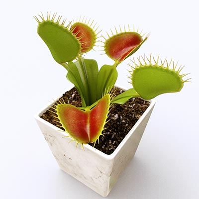 Dionaea Muscipula "Venus Flytrap" Indoor Non-flowering plant