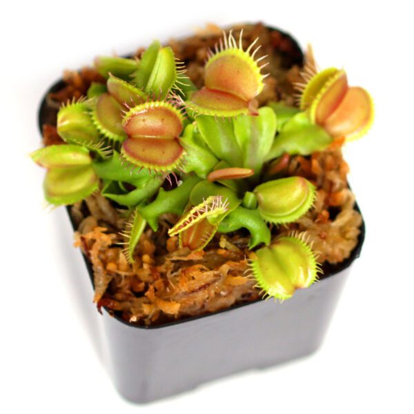 Dionaea Muscipula "Venus Flytrap" Indoor Non-flowering plant