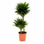 Dracaena Compacta  Compact Dragon Tree - Indoor Non-flowering plant