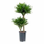 Dracaena Compacta  Compact Dragon Tree - Indoor Non-flowering plant