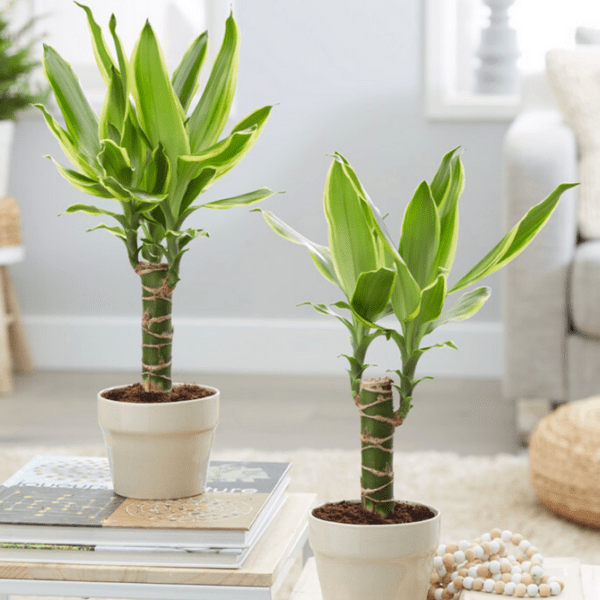 Dracaena Golden Coast "Cornstalk Dracena"- Indoor Non-flowering plant