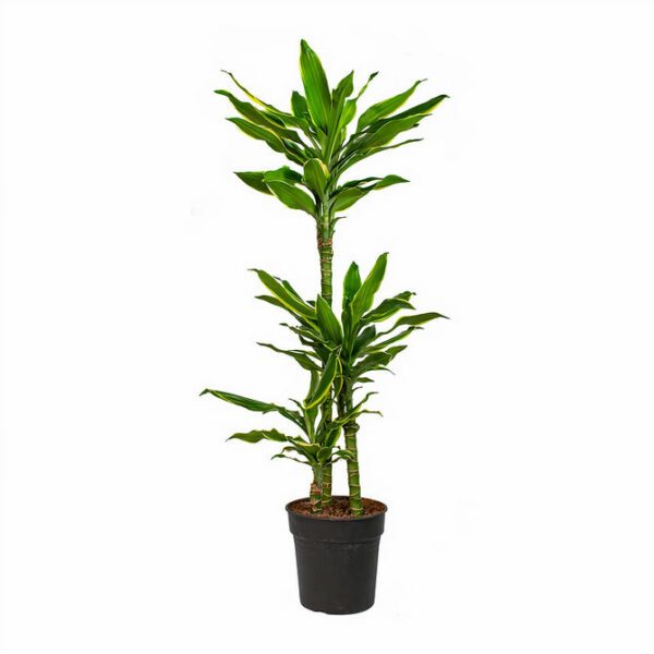 Dracaena Golden Coast "Cornstalk Dracena"- Indoor Non-flowering plant