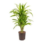 Dracaena Lemon Lime Indoor Non-flowering plant