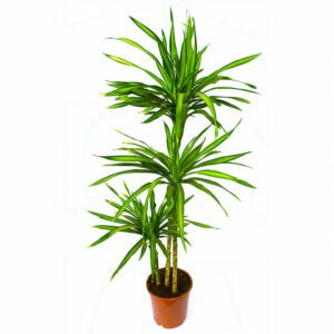 Dracaena Rikki "Dragon Tree" Indoor Non-flowering plant