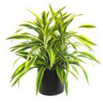 Dracaena Lemon Lime Indoor Non-flowering plant