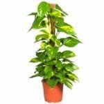 Epipremnum Aureum Mosstok "Money Plant" Indoor Non-flowering plant