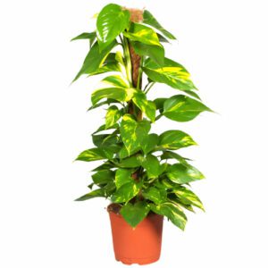 Epipremnum Aureum Mosstok "Money Plant" Indoor Non-flowering plant