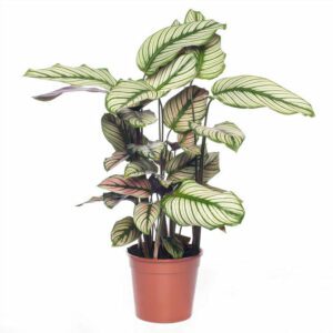 Calathea White Star (Majestic Calathea)- Indoor Non-flowering plant