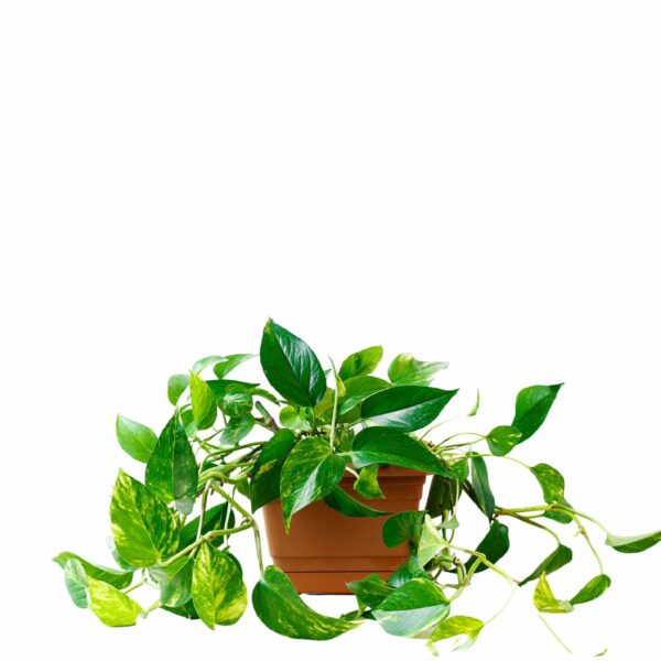 Epipremnum Pinnatum 'Golden Pothos' (Money Plant) Indoor Non-flowering plant