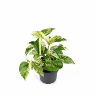 Epipremnum Pinnatum 'Marble Queen' (Money Plant) Indoor Non-flowering plant