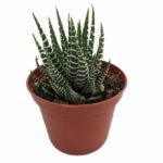 Haworthia "Zebra Cactus" (Pearl Plant)- Indoor Non-flowering plant