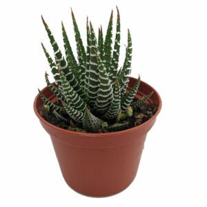 Haworthia "Zebra Cactus" (Pearl Plant)- Indoor Non-flowering plant