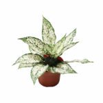 Aglaonema 'Spring Snow' - Indoor Non-flowering plant