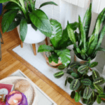 air purifying plants dubai