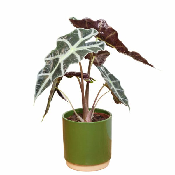 Alocasia Polly (Elepant's Ear) - Indoor Non-flowering plant