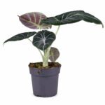 Alocasia 'Black Velvet' (Dwarf Alocasia) Indoor Non-flowering plant