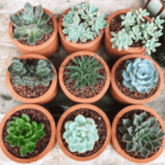 cactus & succulents