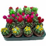 Cactus Mini Decorated - Indoor Non-flowering plant