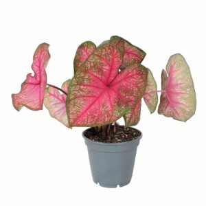 Caladium Pink (Heart of jesus) Indoor Non-flowering plant