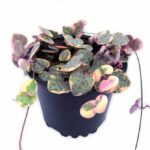 Ceropegia Woodii Variegated "String Of Hearts"- Indoor Non-flowering plant