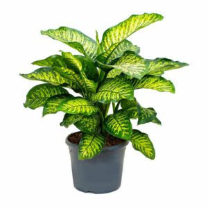 Dieffenbachia Seguine 'Maroba' (Dumb Cane)- Indoor Non-flowering plant