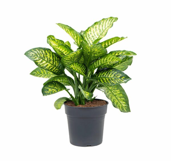 Dieffenbachia Seguine 'Maroba' (Dumb Cane)- Indoor Non-flowering plant