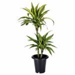 Dracaena Deremensis  Corn plant  - Indoor Non-flowering plant