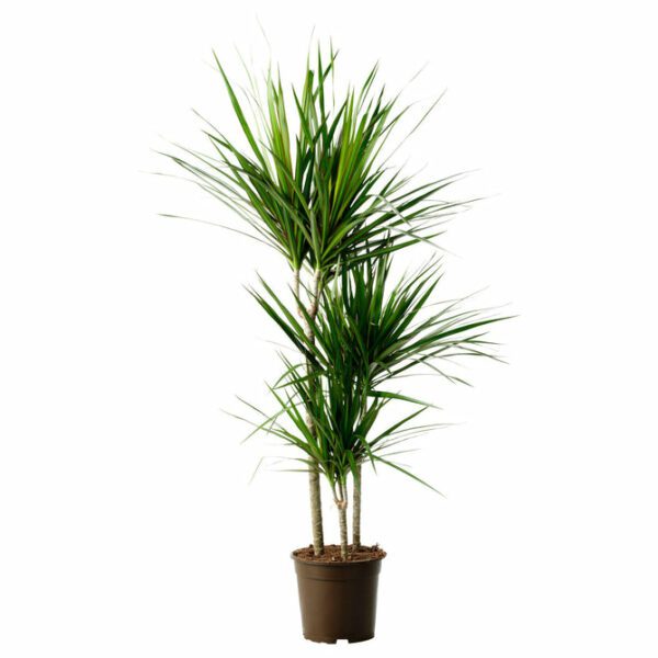 Dracaena Marginata "Dragon Tree"- Indoor Non-flowering plant