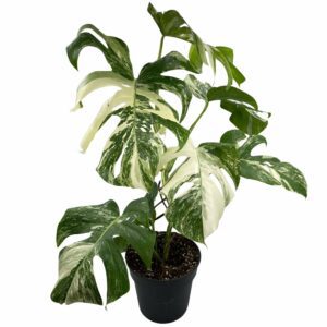 Monstera Albo Plant "Swiss Cheese Plant" - Indoor Non-flowering plant