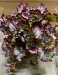 Begonia Blad Rex (Painted Leaf Begonia) Indoor Non-flowering plant