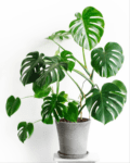 Monstera Deliciosa "Split-Leaf Philodendron" Indoor Non-flowering plant