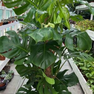 Monstera Deliciosa "Split-Leaf Philodendron" Indoor Non-flowering plant