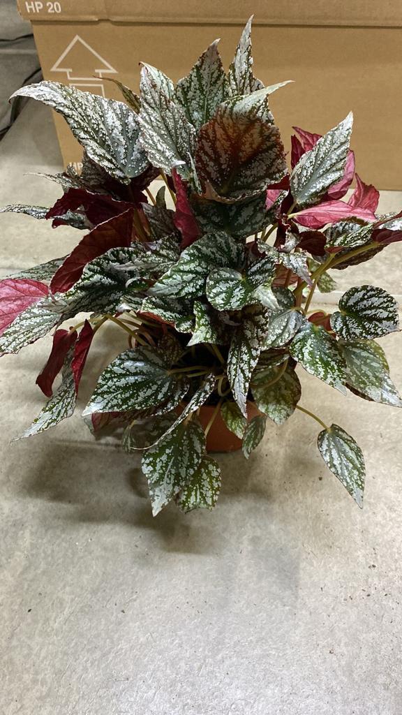 Begonia Blad Rex (Painted Leaf Begonia) Indoor Non-flowering plant