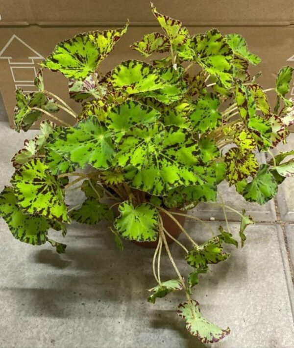 Begonia Blad Rex (Painted Leaf Begonia) Indoor Non-flowering plant