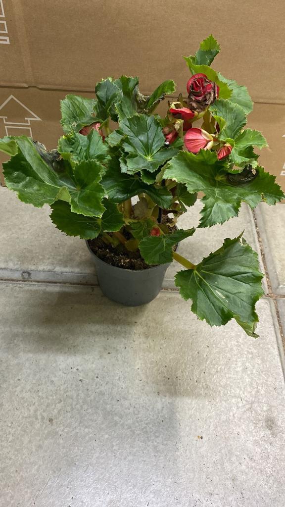 Begonia Blad Rex (Painted Leaf Begonia) Indoor Non-flowering plant