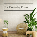 non flowering plants