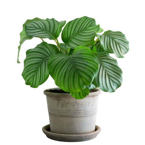 Calathea Orbifolia - Indoor Non-flowering plant