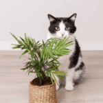 pet friendly plants dubai