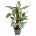 Philodendron (Silver Queen) - Indoor Non-flowering plant