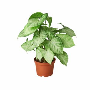 Syngonium  White Butterfly  (Arrowhead Plant)  - Indoor Non-flowering plant