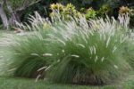 Pennisetum Setaceum "Green" (Cenchrus Setaceus/Crimson Fountaingrass/African Fountain Grass)