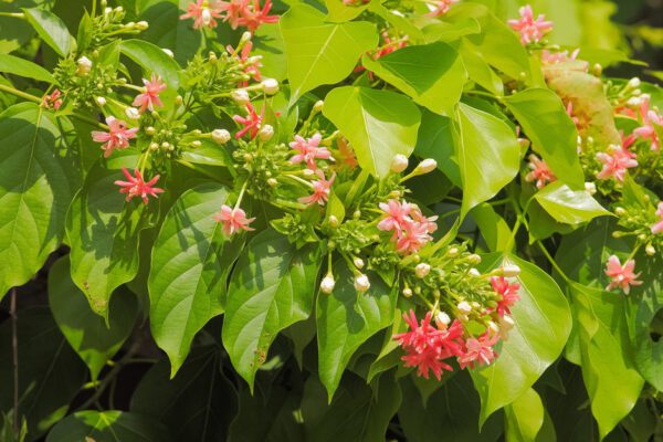 Quisqualis Indica (Combretum Indicum/Chinese Honeysuckle/Rangoon Creeper)