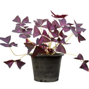 Oxalis Triangularis "Love Plant" (Purple Shamrock)