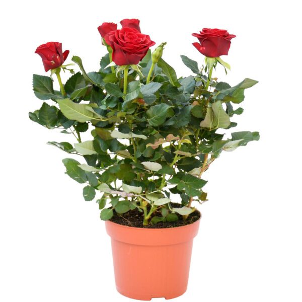 Rose "Outdoor"( Rose Pakistani/Rose Grujan)